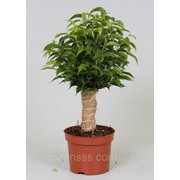 Фикус Бенджамина Natasja -- Ficus benjamina Natasja фото