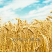 Зерно фуражное(пшеница, ячмень, тритикали, кукуруза) фото