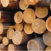 Оценка качества лесоматериалов