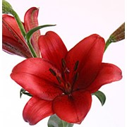 Лилия Калифорния фото