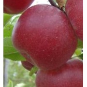 Саженец яблони сорт Макинтош фотография