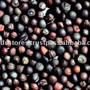 Рапс яровой семенной фото