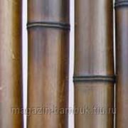 Бамбук ствол шоколад 8-9 см фото
