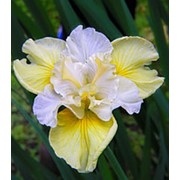 Ирис сибирский Еллоу Тейл (Iris sibirica 'Yellow Tail'), 7л. горшок. фото