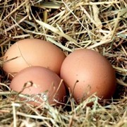 Инкубационное яйцо куриное, высокопродуктивный мясо-яичной кросс Ломан Браун. фото