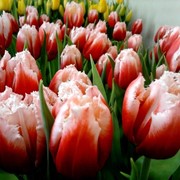 Тюльпаны фото
