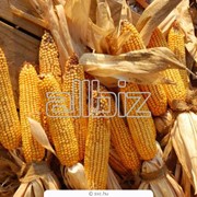 Фуражная кукуруза оптом