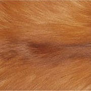Натуральный мех лисицы рыжей