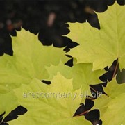 Клен японский дланевидный или веерный Acer Palmatum 60-90 фотография
