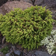 Ель обыкновенная (Picea abies) Nidiformis фото