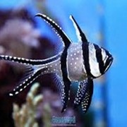 Рыба Тюлевый Апогон Pterapogon kauderni фото
