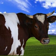 Премикс БВМК 60-3 для высокопродуктивных коров с ацетатом натрия фото
