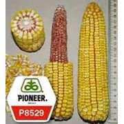 Семена гибрида кукурузы П8529 / P8529 (новый) ФАО 280 фотография