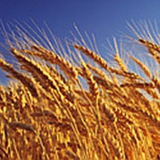 Семена озимой пшеницы: Гром, Таня, Москвич, Алексеич фото
