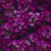 Семена Alyssum (Lobularia maritima) Purple фото
