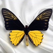 Бабочка Troides Amphrysus фото
