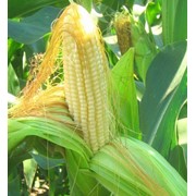 Семена гибридов кукурузы Pioneer фото