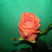 Роза Вау, местная роза фото