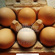 Яйцо куриное производство ПК “Ижевский“ фотография