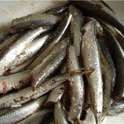 Рыба соленая, Сельдь с/с вес, купить от производителя Украина