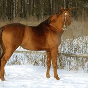 Калмыцкая порода лошадей фото