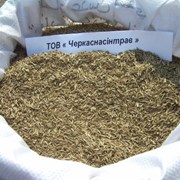 Продам семена Райграса (многолетний, многоукосный) фото