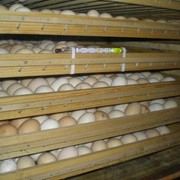 Яйца утиные инкубационные фотография