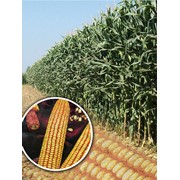 Семена кукурузы (гибрид) Порумбень 350 АСВ
