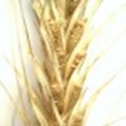 Озимая пшеница Апогей Луганский, Дар Луганщины, Благодарка одесская, Лист 25, Станислава фото