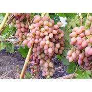 Саженцы винограда Ливия фотография