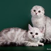 Британские и шотландские котята питомника Шанталь фото