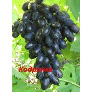 Виноград Кодрянка в Молдове
