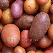 Семена картофеля в Молдове, брянский ранний фото