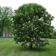 Каштан конский Aesculus Hippocastanum, h см 150+