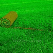 Рулонный газон (многолетний) фотография