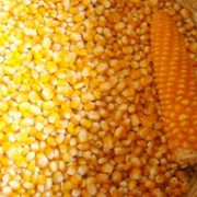 Кукуруза зерно, Кукуруза купить оптом фотография
