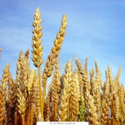Пшеница фуражная 1 класс, на экспорт фото