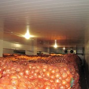 Камеры хранения овощей (лук, морковь, картофель и т.д.) фото