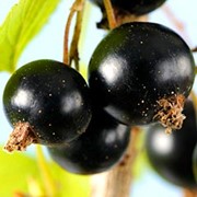 Фруктово-ягодные ароматизаторы Черная смородина фотография
