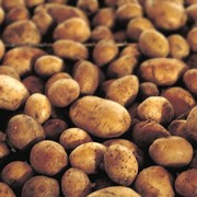 Картофель для посадки, купить посадочный картофель Украина фотография