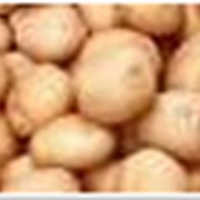 Семена картофеля с чернозема, Полтава