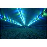 Системы освещения для птицеводческих помещений фото