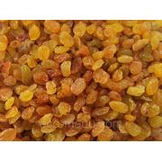 Изюм Малаяр, Иран фото