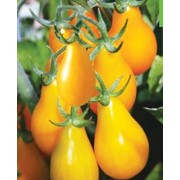 Семена томата высокорослого грушевидного Черри желтый (0,2г)