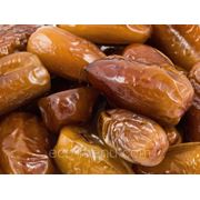 Финик светлый, Тунис фото