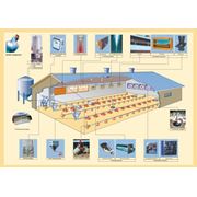 Проекты “под ключ“ напольного и клеточного содержания птицы фото