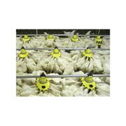 Системы кормления для птицефабрик фото