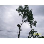 Удаление деревьев Беларусь фото