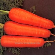 Семена моркови Курода Шантане среднеранний сорт фотография
