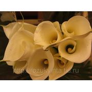 Цветы каллы с доставкой СПб фото